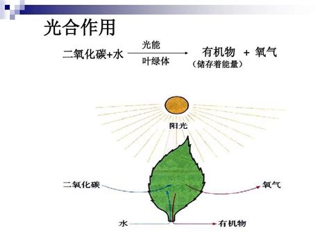 陰性植物|陰性植物:簡介植物的光強度類型 在自然界中，不同植物需要光的。